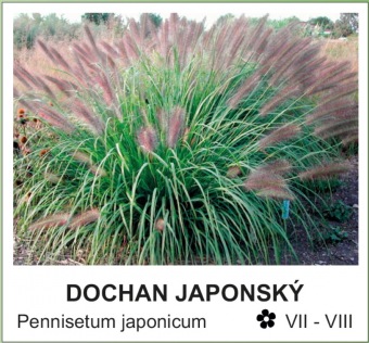 dochan_japonsky_-_Pennisetum_japonicum.jpg