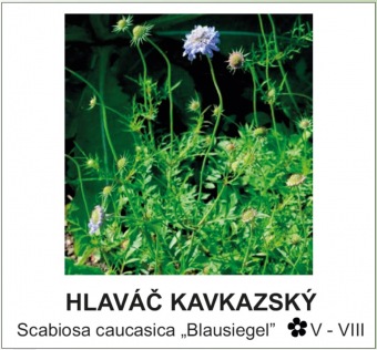 hlavac_kavkazsky_-_Scabiosa_caucasica___Blausiegel__.jpg