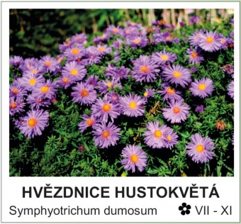 hvezdnice_hustokveta_-_Symphyotrichum_dumosum.jpg