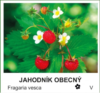 jahodnik_obecny_-_Fragaria_vesca.jpg