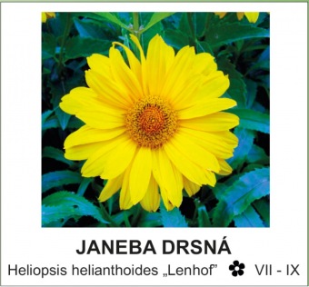 janeba_drsna_-_Heliopsis_helianthoides___Lenhof__.jpg