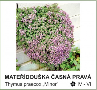 materidouska_casna_prava_-_Thymus_praecox___Minor__.jpg