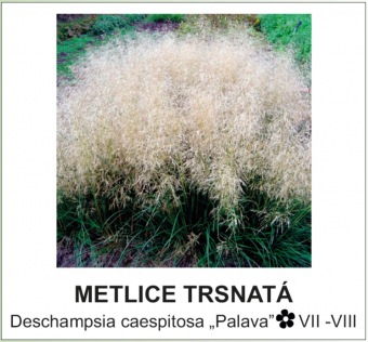 metlice_trsnata_-_Deschampsia_caespitosa___Palava__.jpg