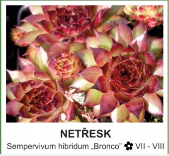 netresk_-_Sempervivum_hibridum___Bronco__.jpg