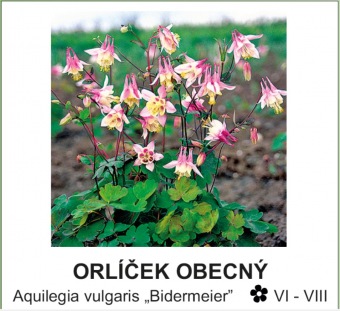 orlicek_obecny_-_Aquilegia_vulgaris___Bidermeier__.jpg