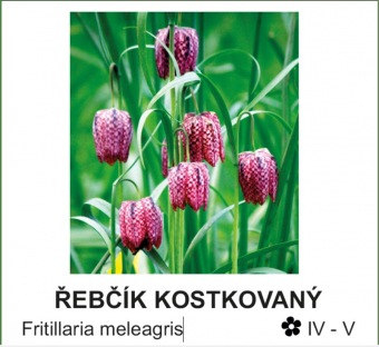 rebcik_kostkovany_-_Fritillaria_meleagris.jpg