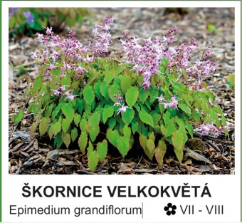 skornice_velkokveta_-_Epimedium_grandiflorum.jpg