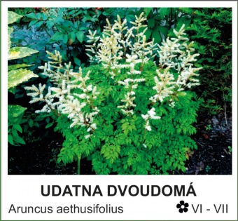 udatna_dvoudoma_-_Aruncus_aethusifolius.jpg