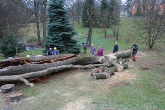 2017 Stoletý dub červený (Quercus rubra) musel být poražen (31.3.)