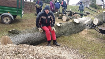 2017 Stoletý dub červený (Quercus rubra) musel být poražen (31.3.)