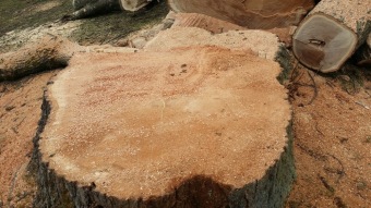 2017 Stoletý dub červený (Quercus rubra) musel být poražen (31.3.)