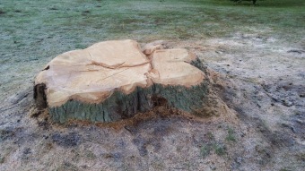 2017 Stoletý dub červený (Quercus rubra) musel být poražen (31.3.)