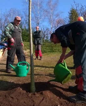 2017 Stoletý dub červený (Quercus rubra) musel být poražen (31.3.)