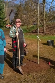 2017 Stoletý dub červený (Quercus rubra) musel být poražen (31.3.)