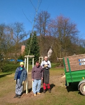 2017 Stoletý dub červený (Quercus rubra) musel být poražen (31.3.)