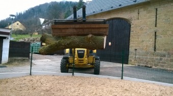 2017 Stoletý dub červený (Quercus rubra) musel být poražen (31.3.)