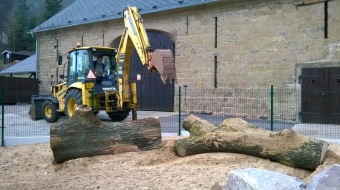 2017 Stoletý dub červený (Quercus rubra) musel být poražen (31.3.)