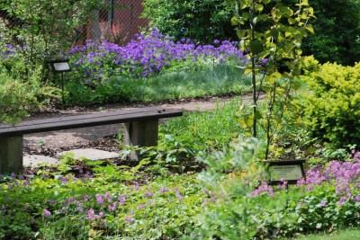 Žampach arboretum - horní park - léto (18)