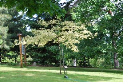 Žampach arboretum - horní park - léto (19)