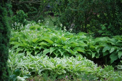 Žampach arboretum - horní park - léto (27)