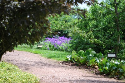 Žampach arboretum - horní park - léto (29)