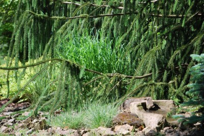 Žampach arboretum - horní park - léto (38)