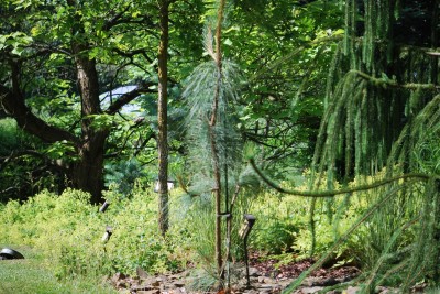 Žampach arboretum - horní park - léto (39)