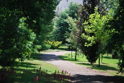 Žampach arboretum - horní park - léto (41)
