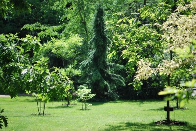 Žampach arboretum - horní park - léto (49)
