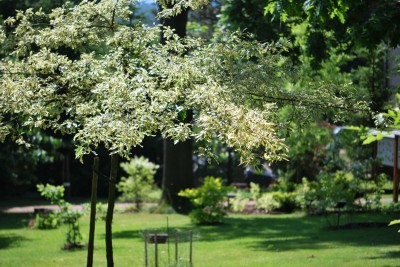 Žampach arboretum - horní park - léto (50)