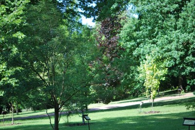 Žampach arboretum - horní park - léto (52)