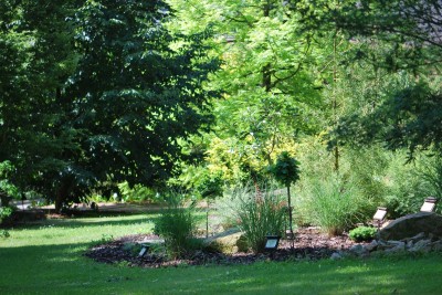 Žampach arboretum - horní park - léto (54)