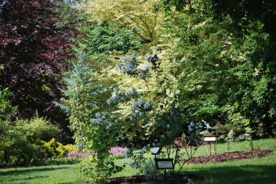 Žampach arboretum - horní park - léto (57)