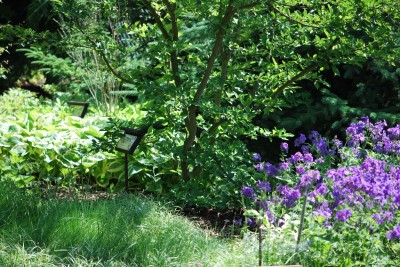 Žampach arboretum - horní park - léto (59)