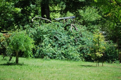 Žampach arboretum - horní park - léto (71)