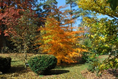Žampach arboretum - horní park - podzim (11)