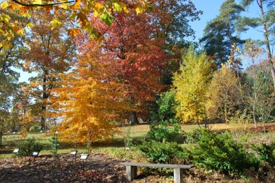 Žampach arboretum - horní park - podzim (13)