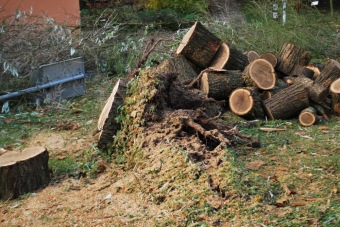 2017 Škody po vichřici Herwart hlošina úzkolistá - Elaeagnus angustifolia (29.10.)