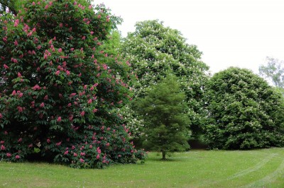 Žampach Arboretum - dolní park - jírovce (1) 2021