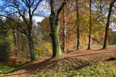 Žampach Arboretum - dolní park - podzim (10) 2020