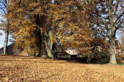 Žampach Arboretum - dolní park - podzim (2) 2020
