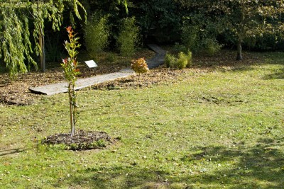 Žampach arboretum - dolní park - bažinná část 04