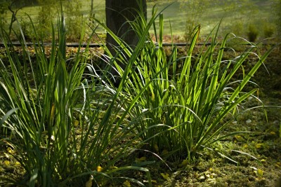 Žampach arboretum - dolní park - bažinná část 10