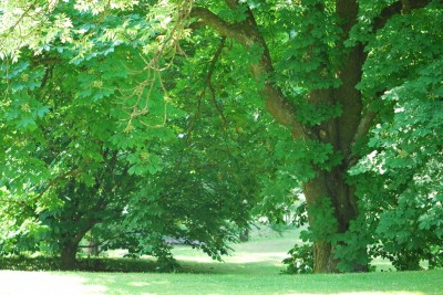 Žampach arboretum - dolní park - léto (12)