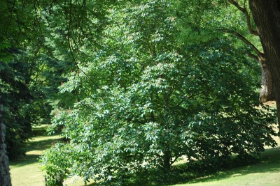 Žampach arboretum - dolní park - léto (15)