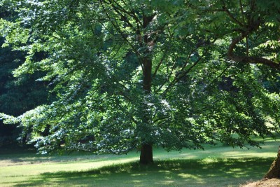 Žampach arboretum - dolní park - léto (16)