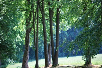 Žampach arboretum - dolní park - léto (27)