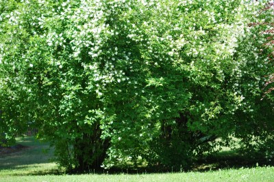 Žampach arboretum - dolní park - léto (54)