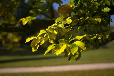 Žampach arboretum - dolní park - podzim 02