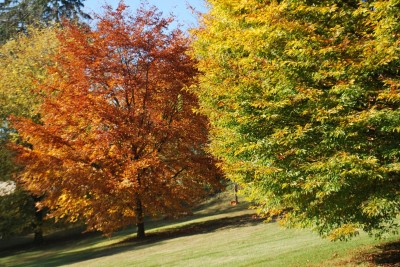 Žampach arboretum - dolní park - podzim (14)